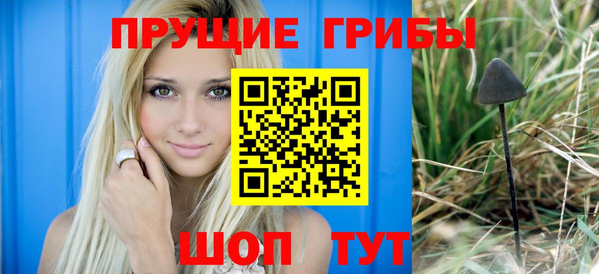 Псилоцибиновые грибы Cubensis Можайск